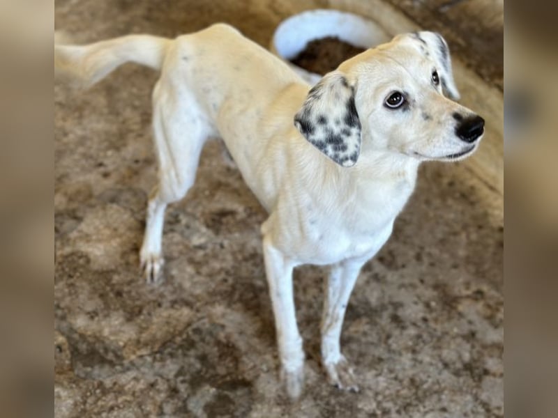 Evander, geb. ca. 10/2024, lebt in GRIECHENLAND, auf einer privaten Pflegestelle