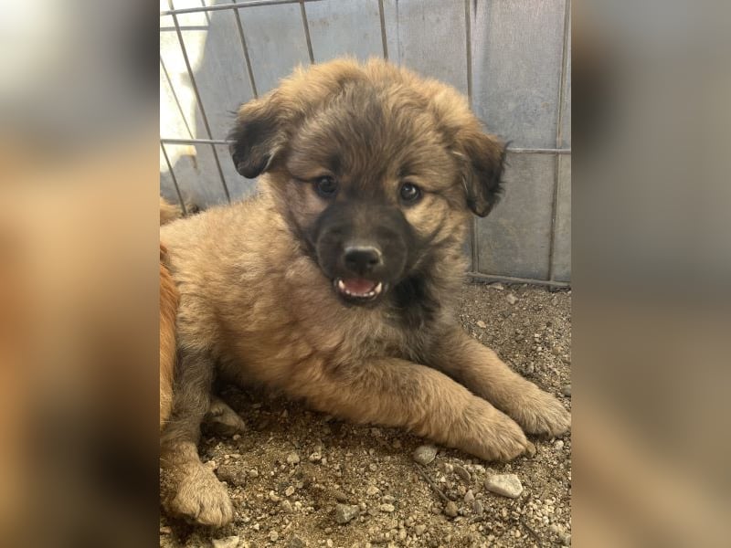 Beppel, geb. ca. 09/2025, lebt in GRIECHENLAND, auf einer privaten Pflegestelle