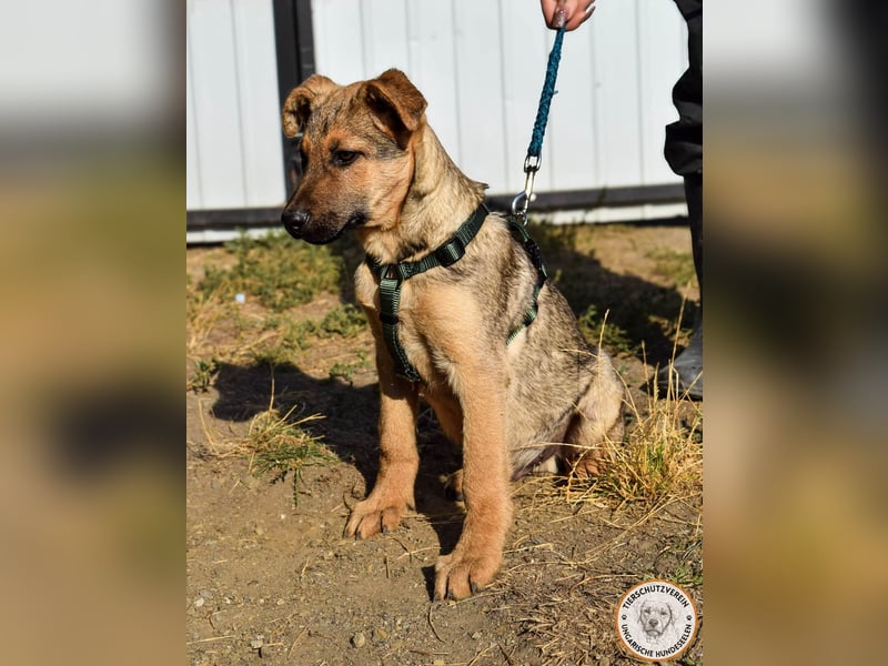 Sesam – sozialer Kerl mit besten Familienhund-Qualitäten