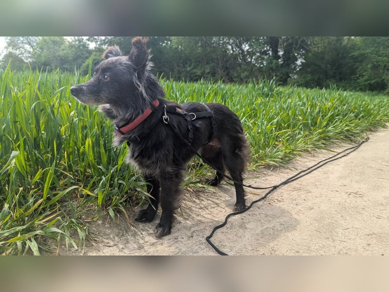 Süße Heidi(10 J/ 29 cm/6 kg) sucht liebevolles Zuhause