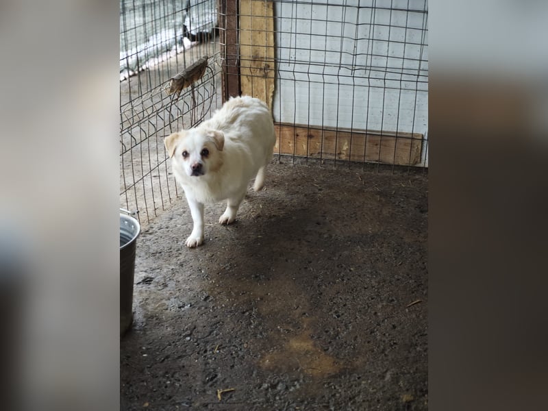 Loui, Rüde, *ca. 10.12.24, klein, ruhig, zurückhaltend, neugierig, sozial, sanft