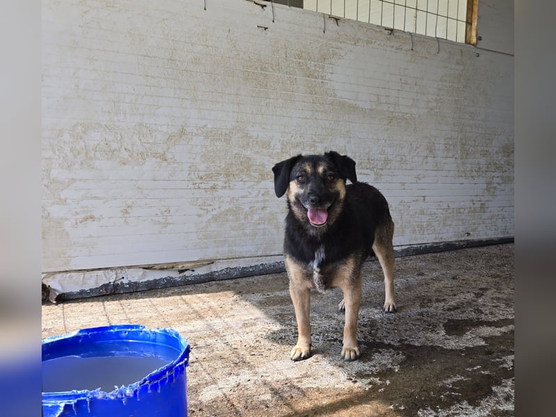 Carol, 3jährige Hündin, SH ca. kniehoch 40 cm, vorsichtig, aufgeschlossen