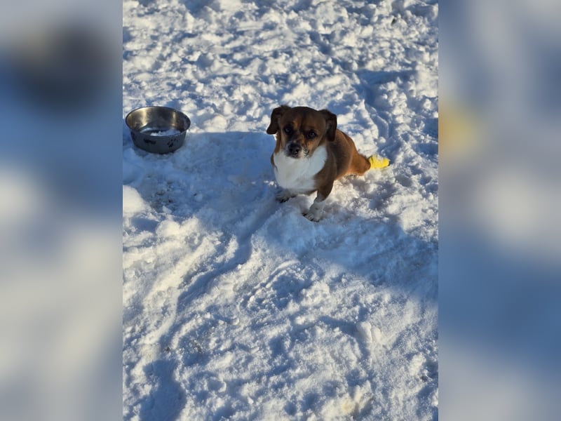 Sir Henry, kleiner 7 jähriger Rüde mit Handicap, Dackel Charakter, dominant, weiß was er will, lieb,