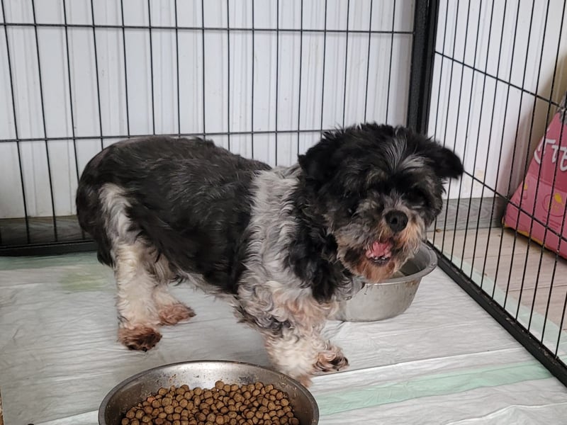 Lucia, Hündin, *ca. 12.05.2022, klein, unsicher, zart, sucht Sicherheit