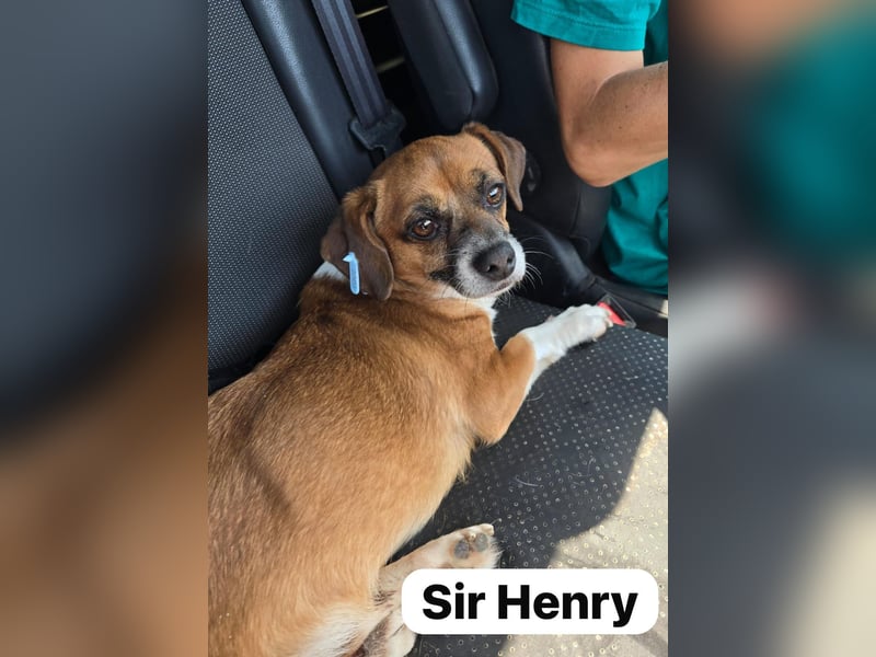 Sir Henry, kleiner 7 jähriger Rüde mit Handicap, Dackel Charakter, dominant, weiß was er will, lieb,