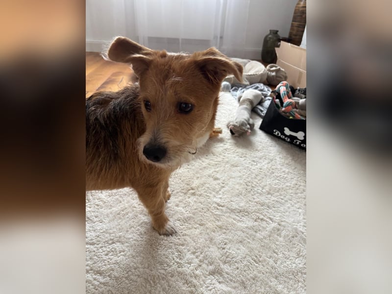 Leo, Rüde, *ca. 29.11.25, ca.30cm, ca.9 kg, sozial, schlau, temperamentvoll.