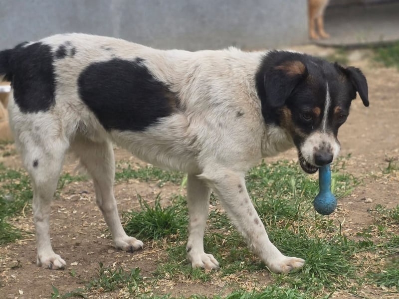 Welo, Rüde, *, ca. 40 cm, Angsthund, der langsam lernt zu vertrauen, sozial mit anderen Hunden.