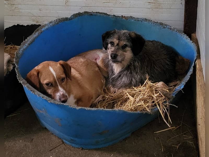 Fienchen, Hündin, *ca. 06.05.2019, klein bis kniehoch (35-40 cm), sozial im Rudel, sonst ängstlich