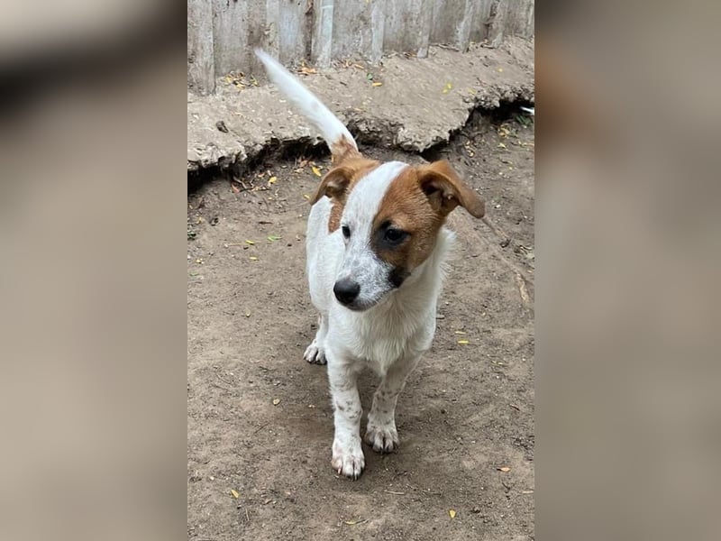 Angus, Rüde, *ca. 18.04.2024, SH klein ca. 35 cm, freundlich, aufgeschlossen, aktiv, sozial