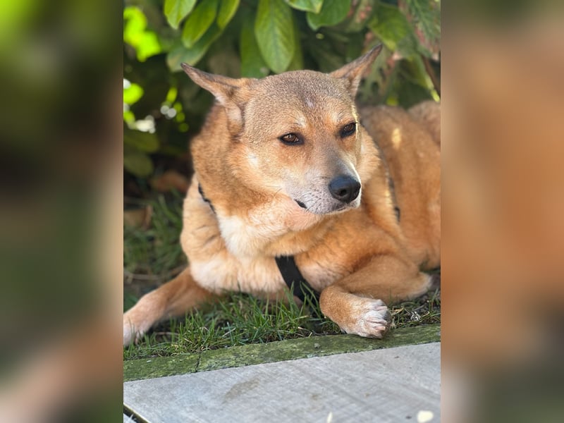 Nanne, Hündin, kastriert, *ca. 19.05.2021, kastriert, ca.SH 40 cm, liebevoll, sozial