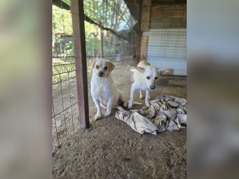 Loui, Rüde, *ca. 10.12.24, klein, ruhig, zurückhaltend, neugierig, sozial, sanft