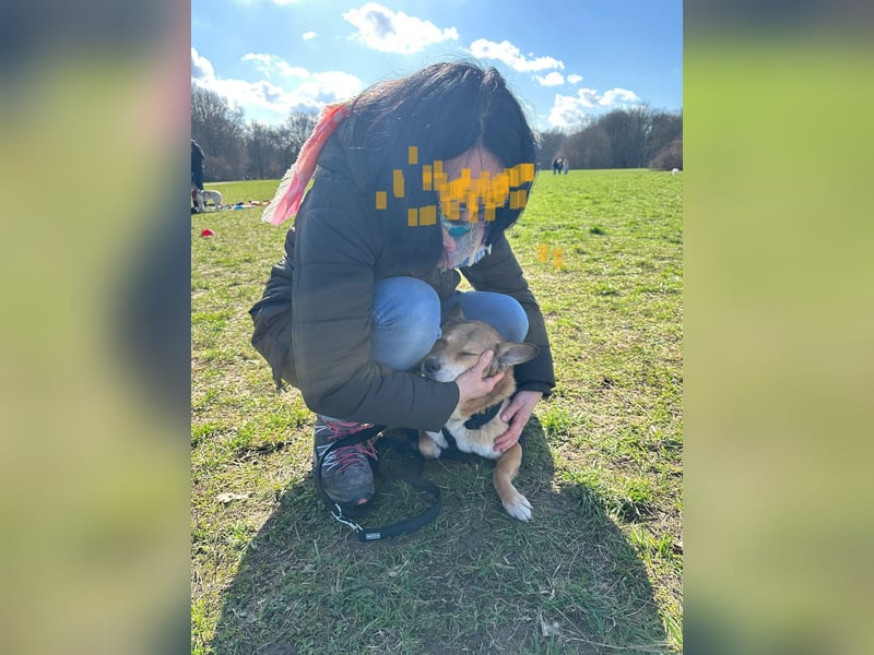 Nanne, Hündin, kastriert, *ca. 19.05.2021, kastriert, ca.SH 40 cm, liebevoll, sozial