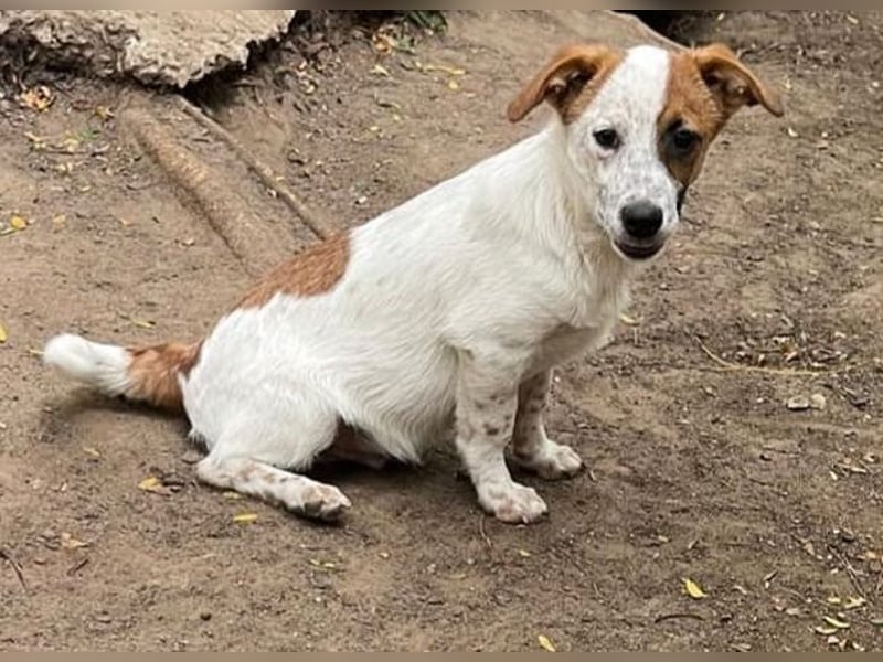 Angus, Rüde, *ca. 18.04.2024, SH klein ca. 35 cm, freundlich, aufgeschlossen, aktiv, sozial