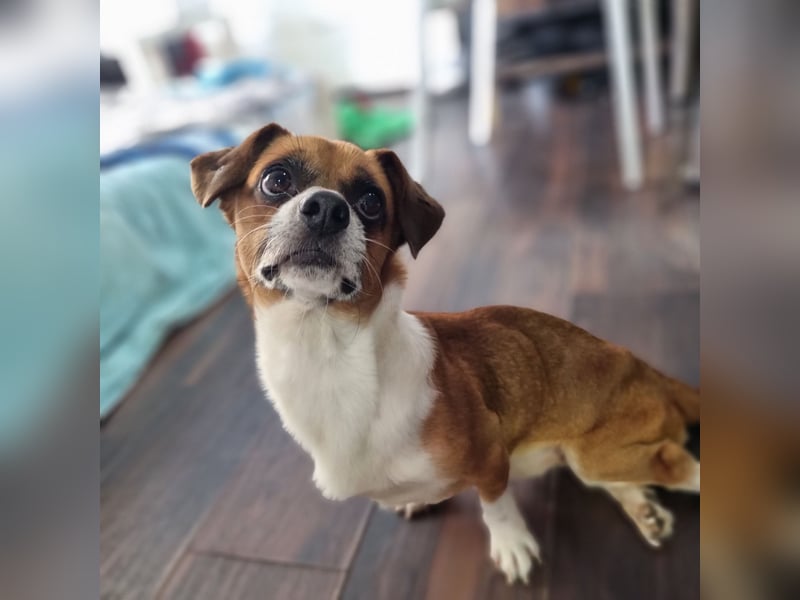 Sir Henry, kleiner 7 jähriger Rüde mit Handicap, Dackel Charakter, dominant, weiß was er will, lieb,