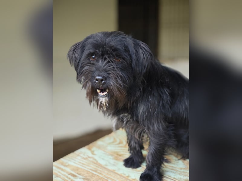 Oreo, Rüde, *ca. 10.11.2022, klein, temperamentvoll, sensibel, lebensfroh