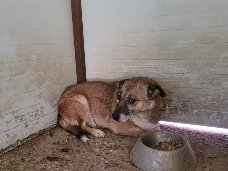 Lovis, Rüde, *ca. 17.03.2022, ca. 35-40 cm, zurückhaltend, unsicher, ruhig, sozial