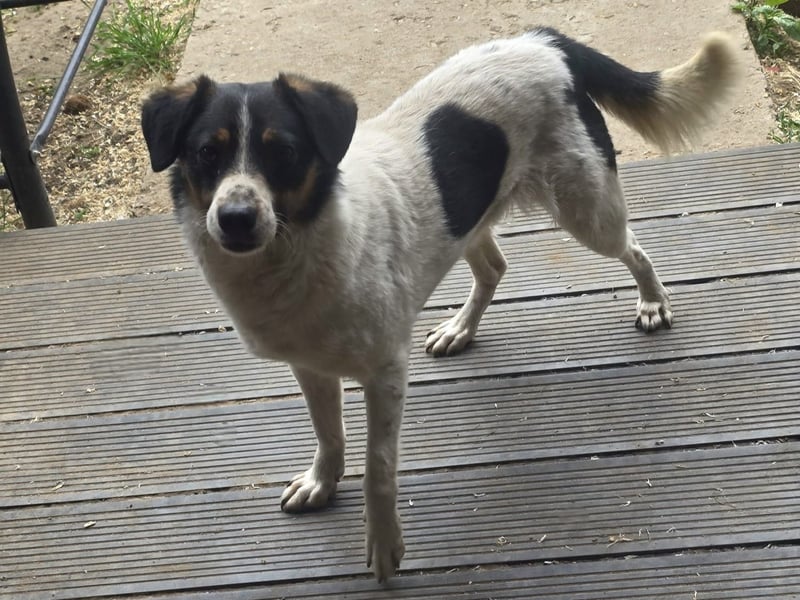 Welo, Rüde, *, ca. 40 cm, Angsthund, der langsam lernt zu vertrauen, sozial mit anderen Hunden.