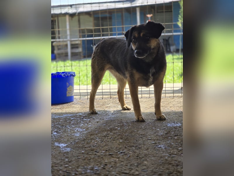 Carol, 3jährige Hündin, SH ca. kniehoch 40 cm, vorsichtig, aufgeschlossen