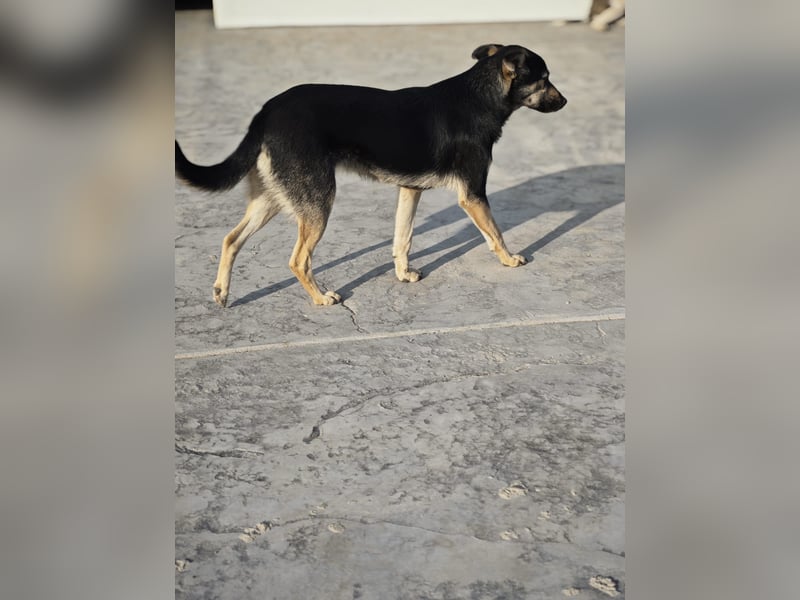 Ayla, Hündin, *ca. 28.03.2025, ca. unterhalb vom Knie (ca. 38 cm), vorsichtig, interessiert, eher un