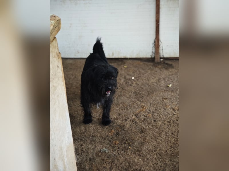 Oreo, Rüde, *ca. 10.11.2022, klein, temperamentvoll, sensibel, lebensfroh