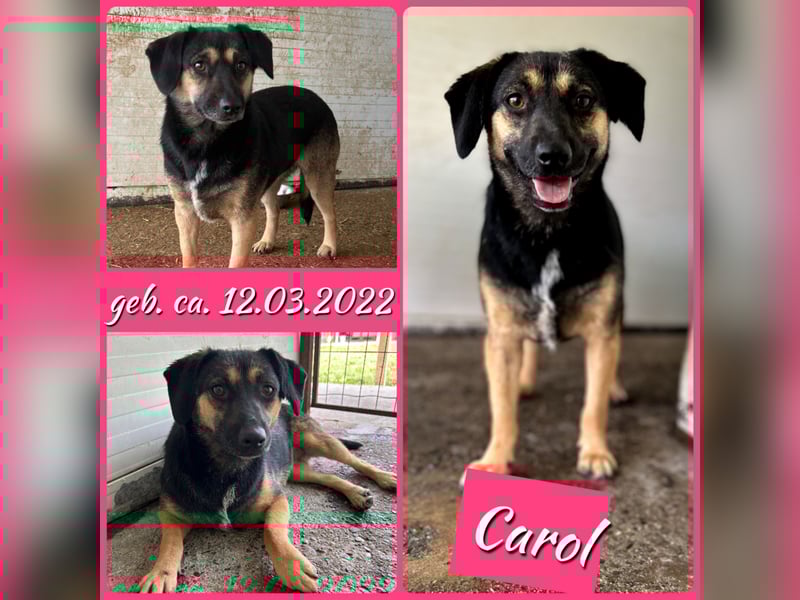 Carol, 3jährige Hündin, SH ca. kniehoch 40 cm, vorsichtig, aufgeschlossen