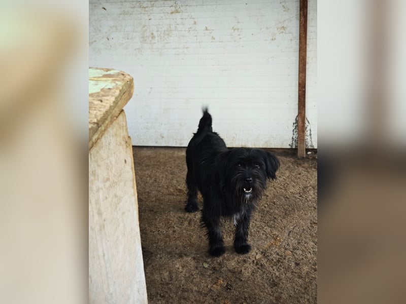 Oreo, Rüde, *ca. 10.11.2022, klein, temperamentvoll, sensibel, lebensfroh