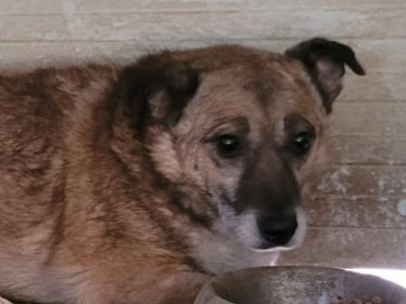 Lovis, Rüde, *ca. 17.03.2022, ca. 35-40 cm, zurückhaltend, unsicher, ruhig, sozial