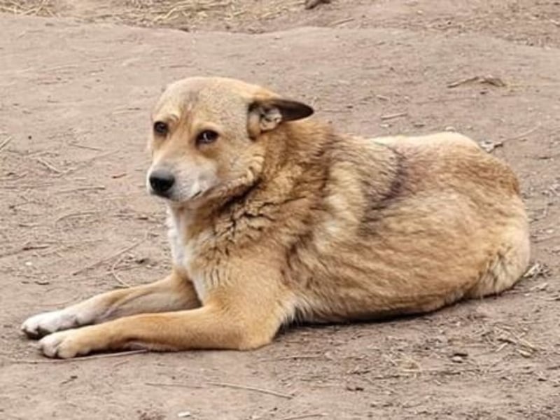 Nanne, Hündin, kastriert, *ca. 19.05.2021, kastriert, ca.SH 40 cm, liebevoll, sozial