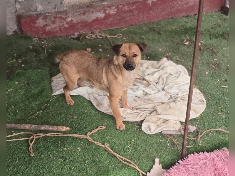 Susa, Hündin, *ca. 25.10.2024, ca. klein bis unterhalb Knie, lebensfroh, freundlich, souverän