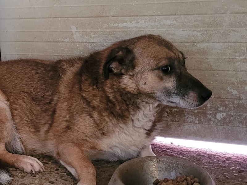 Lovis, Rüde, *ca. 17.03.2022, ca. 35-40 cm, zurückhaltend, unsicher, ruhig, sozial