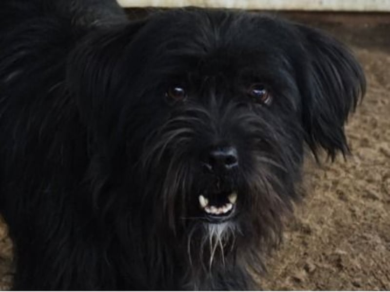 Oreo, Rüde, *ca. 10.11.2022, klein, temperamentvoll, sensibel, lebensfroh