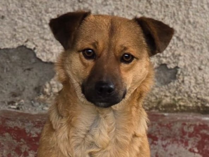 Susa, Hündin, *ca. 25.10.2024, ca. klein bis unterhalb Knie, lebensfroh, freundlich, souverän