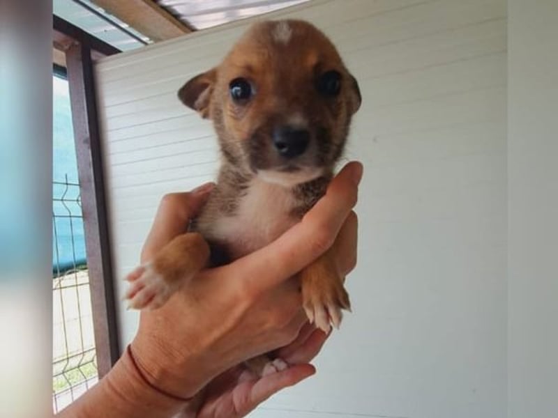 Nanne, Hündin, kastriert, *ca. 19.05.2021, kastriert, ca.SH 40 cm, liebevoll, sozial