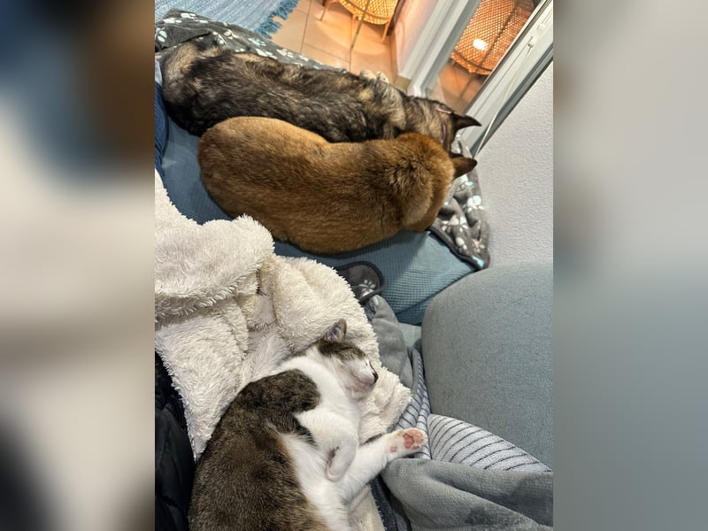 Nanne, Hündin, kastriert, *ca. 19.05.2021, kastriert, ca.SH 40 cm, liebevoll, sozial