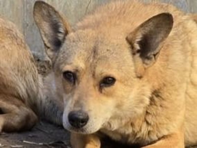 Nanne, Hündin, kastriert, *ca. 19.05.2021, kastriert, ca.SH 40 cm, liebevoll, sozial