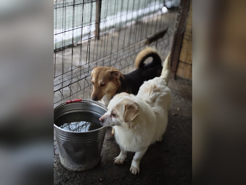 Loui, Rüde, *ca. 10.12.24, klein, ruhig, zurückhaltend, neugierig, sozial, sanft