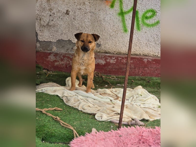 Susa, Hündin, *ca. 25.10.2024, ca. klein bis unterhalb Knie, lebensfroh, freundlich, souverän