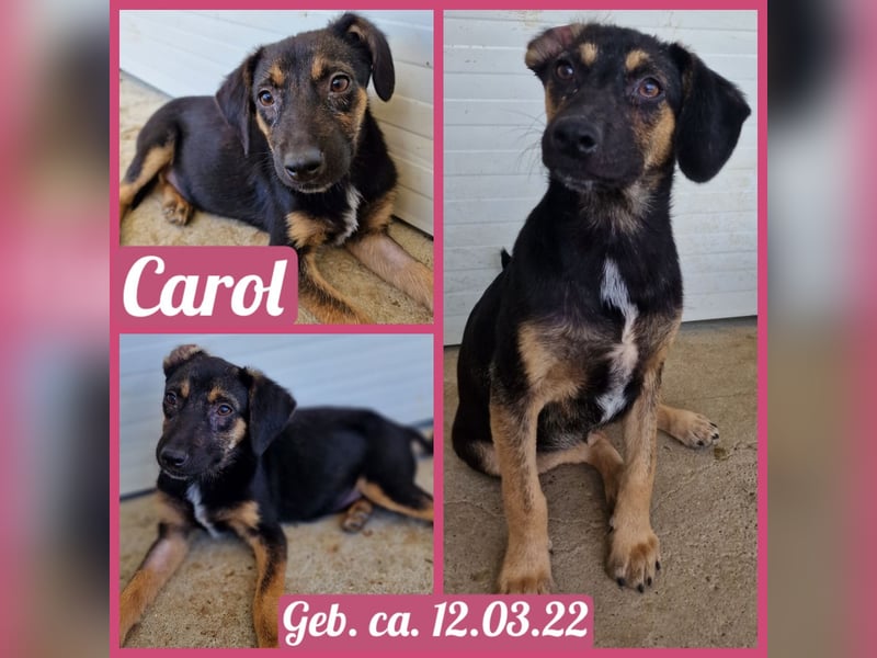 Carol, 3jährige Hündin, SH ca. kniehoch 40 cm, vorsichtig, aufgeschlossen