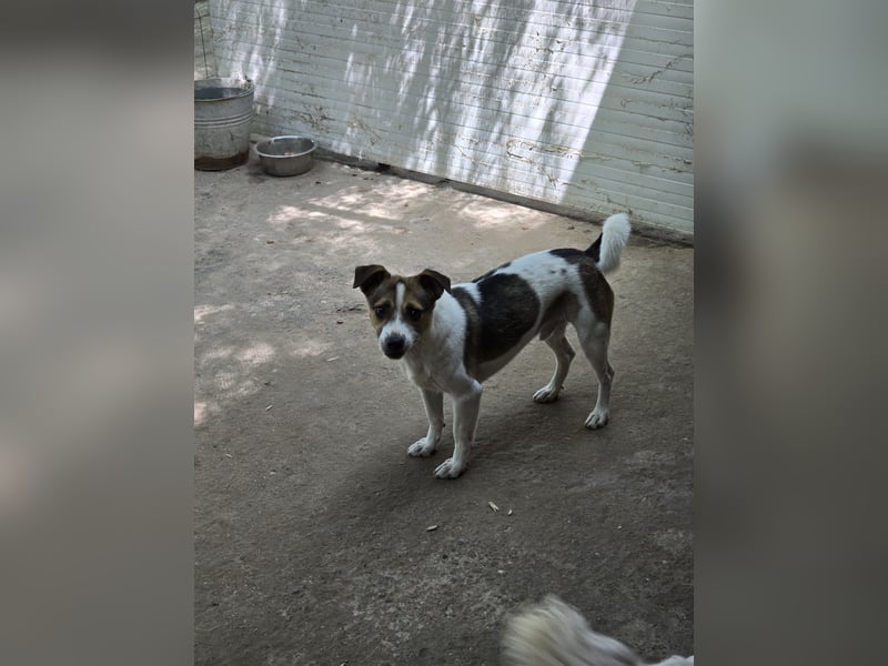 Olaf, Bub, ca. 15.06.2022,klein, schüchtern, vorsichtig, neugierig, sozial