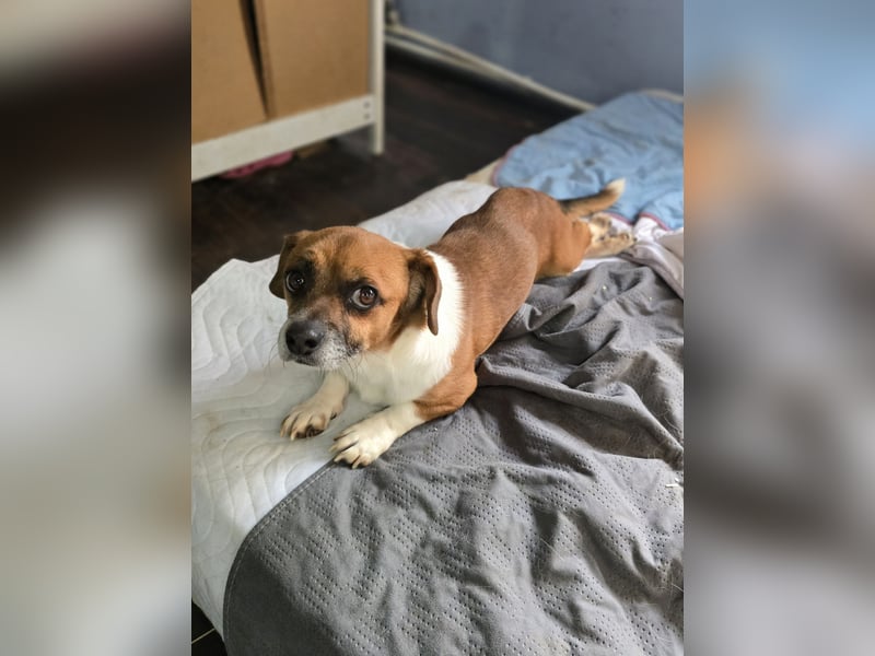 Sir Henry, kleiner 7 jähriger Rüde mit Handicap, Dackel Charakter, dominant, weiß was er will, lieb,