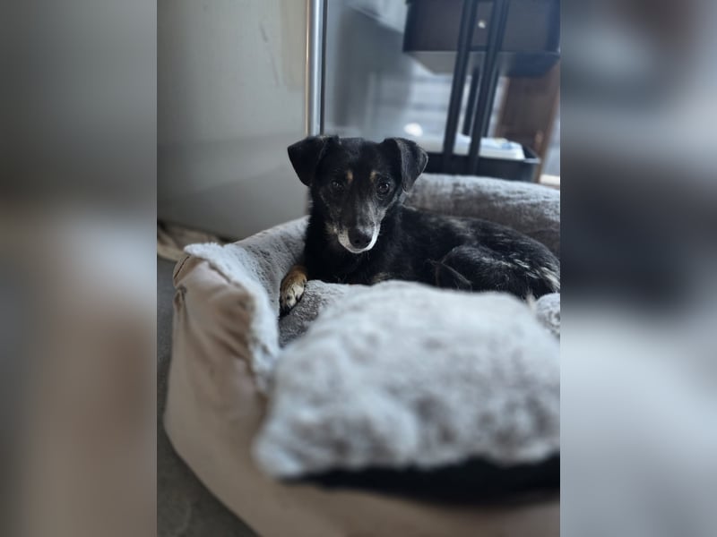 Helen, Mädel, *ca. 21.02.2020, eher klein,  ruhig, unterwürfig, vorsichtig