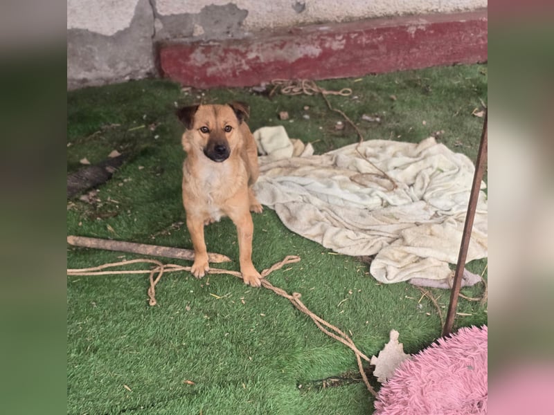 Susa, Hündin, *ca. 25.10.2024, ca. klein bis unterhalb Knie, lebensfroh, freundlich, souverän