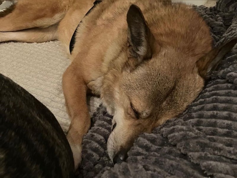 Nanne, Hündin, kastriert, *ca. 19.05.2021, kastriert, ca.SH 40 cm, liebevoll, sozial