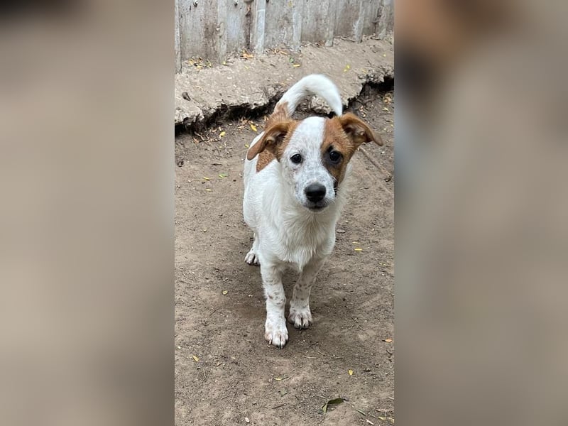 Angus, Rüde, *ca. 18.04.2024, SH klein ca. 35 cm, freundlich, aufgeschlossen, aktiv, sozial