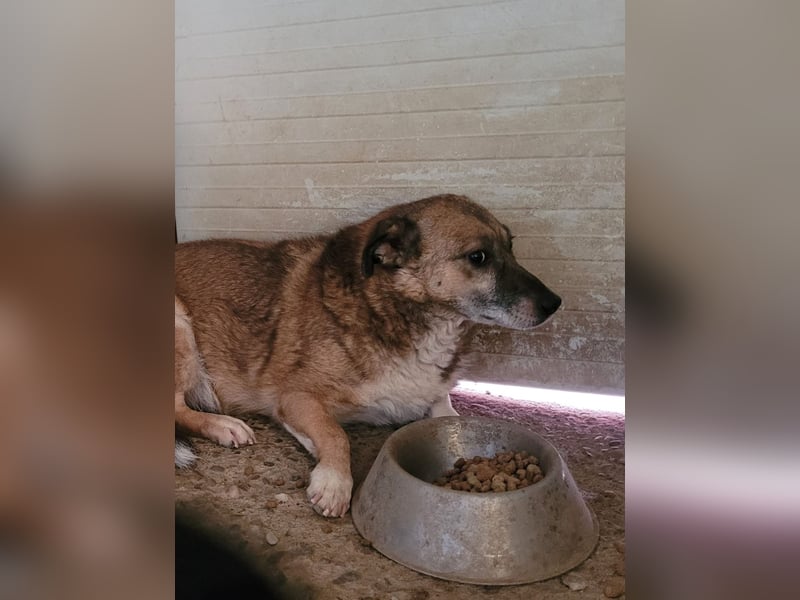 Lovis, Rüde, *ca. 17.03.2022, ca. 35-40 cm, zurückhaltend, unsicher, ruhig, sozial