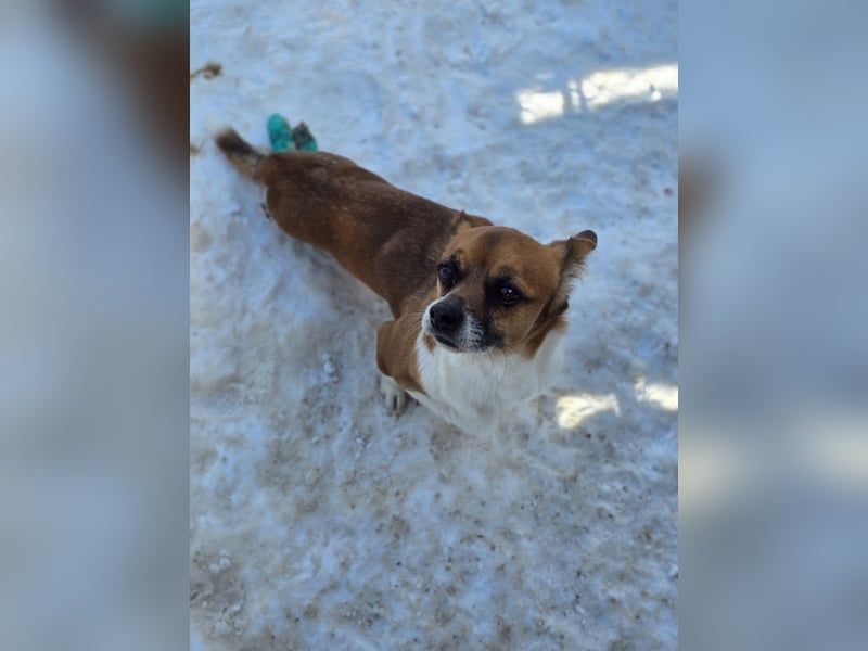 Sir Henry, kleiner 7 jähriger Rüde mit Handicap, Dackel Charakter, dominant, weiß was er will, lieb,