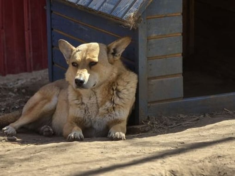 Nanne, Hündin, kastriert, *ca. 19.05.2021, kastriert, ca.SH 40 cm, liebevoll, sozial