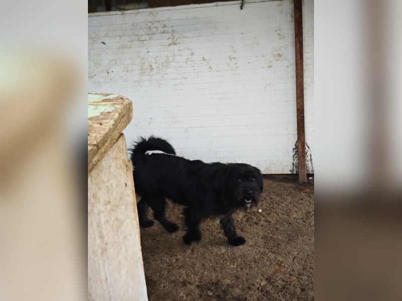 Oreo, Rüde, *ca. 10.11.2022, klein, temperamentvoll, sensibel, lebensfroh