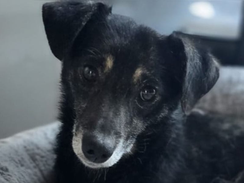 Helen, Mädel, *ca. 21.02.2020, eher klein,  ruhig, unterwürfig, vorsichtig