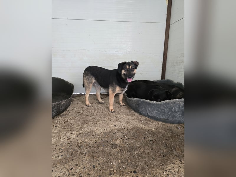 Carol, 3jährige Hündin, SH ca. kniehoch 40 cm, vorsichtig, aufgeschlossen